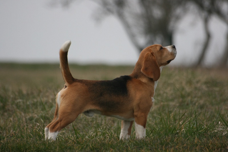 Les Beagle de l'affixe de la Tour Farmina