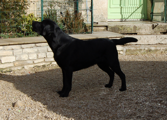 Bering de la Tour Farmina